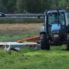 ooievaarspolderdenbeemdhoogblokland27052020 2